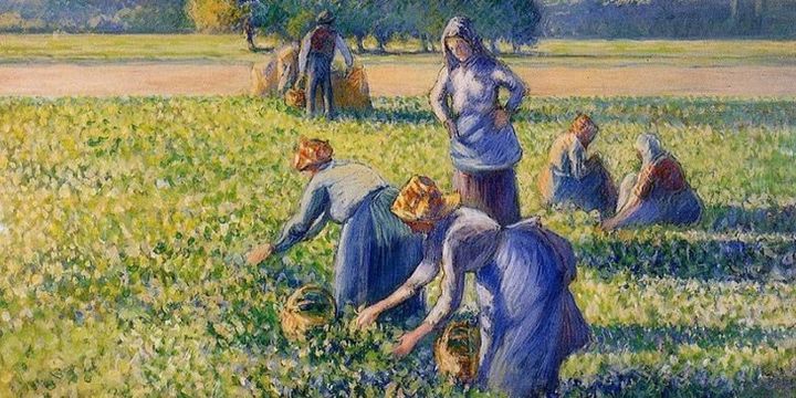 "La cueillette" de Pissarro 
 (Wikimedia)