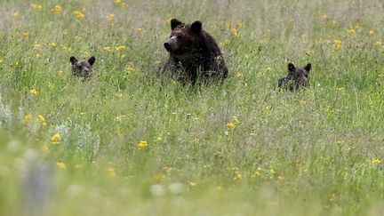 L’espèce n’est donc plus menacée comme elle a pu l’être par la chasse intensive dans les années 1900. Au milieu des années 1970, la population des grizzlis («Ursus arctos horribilis)», considérés comme «une sous-espèce de l’ours brun circumpolaire» (dixit un site spécialisé), était tombée à 136 individus dans la zone du parc du Yellowstone (nord-ouest du Wyoming). Elle serait remontée entre 700 et 1000 aujourd’hui, croit savoir le «Christian Science Monitor». L’animal, qui mesure en moyenne un mètre au garrot, pèse jusqu’à 550 kg et peut vivre jusqu’à 25 ans. Carnivore, il n’a pas la réputation d’être particulièrement sympathique : le mâle a besoin d’un territoire grand de 900 à 1800 km², la femelle n’évoluant «que» sur 200 à 600 km²… Ses récentes difficultés de survie s’expliquent notamment par le fait qu’il se reproduit très lentement : dame Grizzli met bas seulement «une fois tous les trois ans», explique le journal américain.  (REUTERS - Jim Urquhart)