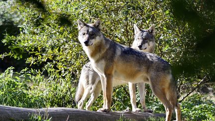 Deux loups sont présents au parc animalier Sainte-Croix à Rhodes (Moselle), le 18 janvier 2024. (DELFINO DOMINIQUE / HEMIS.FR / AFP)