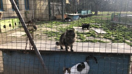 Des chats dans un refuge de la SPA dans le Vaucluse.&nbsp;  (ISABELLE GAUDIN / FRANCE-BLEU VAUCLUSE)