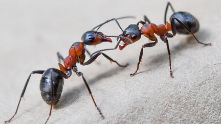 Des fourmis européennes. (PATRICK PLEUL / DPA)