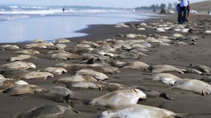 Des centaines de raies mortes sont &eacute;chou&eacute;es sur la plage de Chachalacas (Mexique), le 16 juillet 2013. (REUTERS)