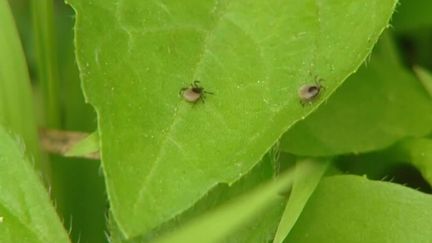 La tique à pattes rayées étend son territoire depuis quelques années dans les régions méditerranéennes.