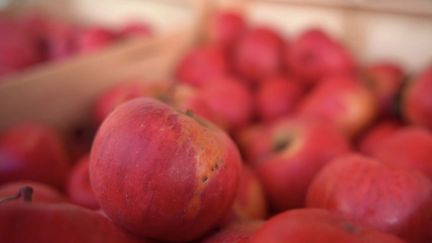 Agriculture : les producteurs de pommes subissent les conséquences du réchauffement climatique