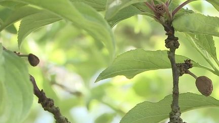 Météo : les agriculteurs redoutent la vague de froid&nbsp; (France 3)