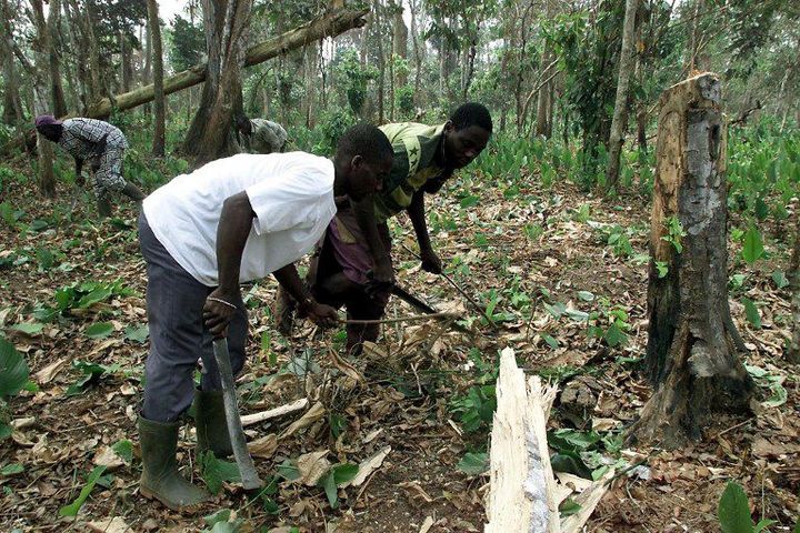 Des migrants venus du Burkina Faso travaillent dans une plantation de cacao dans le centre de la Côte d'Ivoire. Le pays compte 700.000 apatrides sur le million réparti dans la sous-région ouest-africaine. (Photo AFP/Georges Gobet)