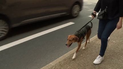 Dordogne&nbsp;: la ville de Bergerac veut en finir avec les déjections canines&nbsp;&nbsp; (FRANCE 3)