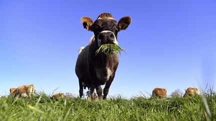 Une vache broute de l'herbe en Nouvelle-Zélande, le 31 mai 2018. (WILLIAM WEST / AFP)