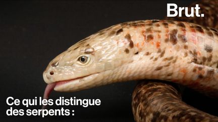 À l'image du serpent, le lézard apode est un reptile qui ne possède pas de pattes.