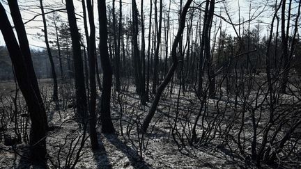 Des arbres calcinés à&nbsp;Mostuéjouls (Aveyron), le 9 août 2022. (VALENTINE CHAPUIS / AFP)