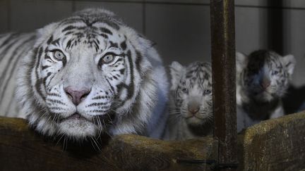 Deux des trois bébé tigres blancs nés le 5 janvier 2020 au zoo d'Amneville (Moselle), le 9 mars 2020.&nbsp; (JEAN-CHRISTOPHE VERHAEGEN / AFP)