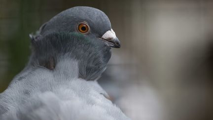 Un pigeon à Calbe (Allemagne), le 21 novembre 2017. (KLAUS-DIETMAR GABBERT / DPA / AFP)