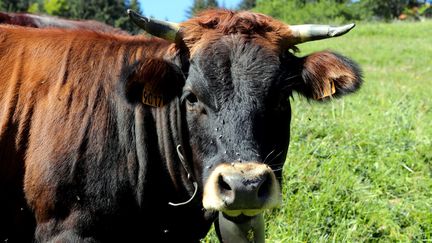 Une vache dans un alpage au Biot (Haute-Savoie), le 5 septembre 2017. (GR?GORY YETCHMENIZA / MAXPPP)