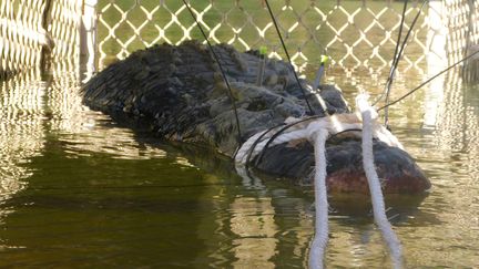 Un crocodile de 600 kg a été capturé en Australie, le 9&nbsp;juillet&nbsp;2018. (NORTHERN TERRITORY PARKS AND WIL/AFP)