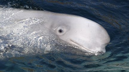 Une baleine blanche dans la baie de Srednyaya, en Russie, le 1er mars 2019.&nbsp; (VITALIY ANKOV / SPUTNIK / AFP)