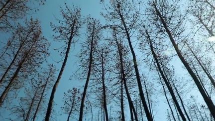 Dans le Var, 7 000 hectares ont brûlé durant l’été 2021 dans le massif des Maures. Un an après, les stigmates sont encore nombreux. Reportage.&nbsp; (FRANCE 2)