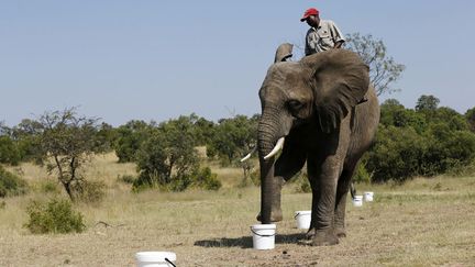 Un &eacute;l&eacute;phant est entra&icirc;n&eacute; &agrave; la d&eacute;tection d'explosifs &agrave; Mabula (Afrique du Sud), le 20 f&eacute;vrier 2015. ( SIPHIWE SIBEKO / REUTERS)