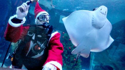 Un plongeur d&eacute;guis&eacute; en p&egrave;re No&euml;l sonne la cloche au c&ocirc;t&eacute; d'une raie dans un aquarium &agrave; Berlin (Allemagne), le 3 d&eacute;cembre 2013. (STEPHANIE PILICK / DPA / AFP)