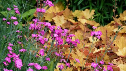 Les œillets peuvent être cultivés au jardin comme en pot.&nbsp; (ISABELLE MORAND / DIDIER HIRSCH / RADIO FRANCE / FRANCE INFO)