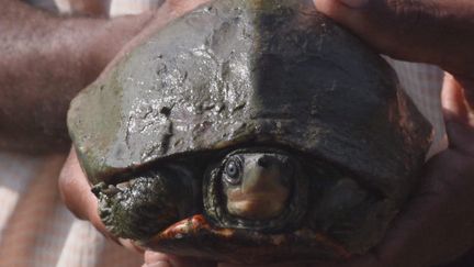 Des tortues en voie de disparition sont considérées comme des dieux en Inde.&nbsp; (France 24)