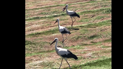 Pollution : une cigogne, piégée par nos déchets, a pu être sauvée (France 3)