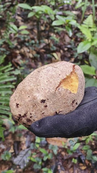 Un fruit fraichement mâché, retrouvé lors des opérations de recherches, le 30 mai 2023, en Colombie. (COLOMBIAN ARMY / AFP)