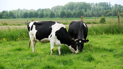 Grève des éleveurs : la détresse du monde paysan