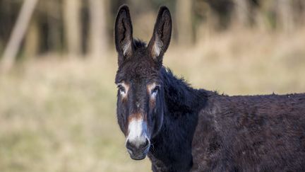 L'homme a tenté de s'interposer, mais s'est fait charger par l'âne,&nbsp;qui lui a mordu&nbsp;le mollet droit. (MAXPPP)