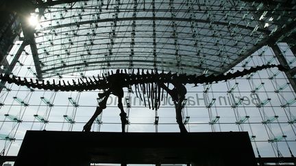 Un squelette de diplodocus de 27 m&egrave;tres de long est repr&eacute;sent&eacute; &agrave; la gare centrale de Berlin (Allemagne), en avril 2007. (JOHN MACDOUGALL / AFP)