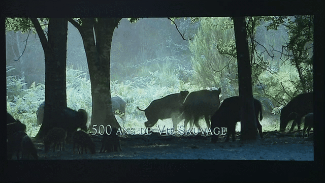 Film "Chambord, le cycle éternel"