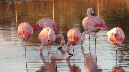 Des flamants du Chili dans le bassin du zoo&nbsp;Val d'Hérault de Saint-Thibéry (Hérault). (Yacki58750 / Wikimedia)