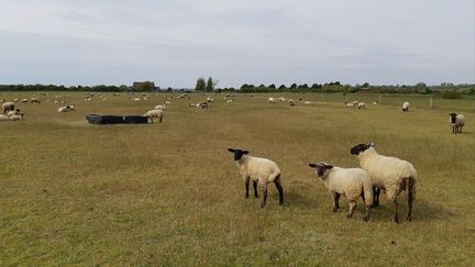 A Montmartin-sur-Mer (Manche), la mer gagne sur les terres agricoles de la ferme de David et Claudine Lecordier. (LUCIE THUILLET / FRANCE-BLEU COTENTIN)