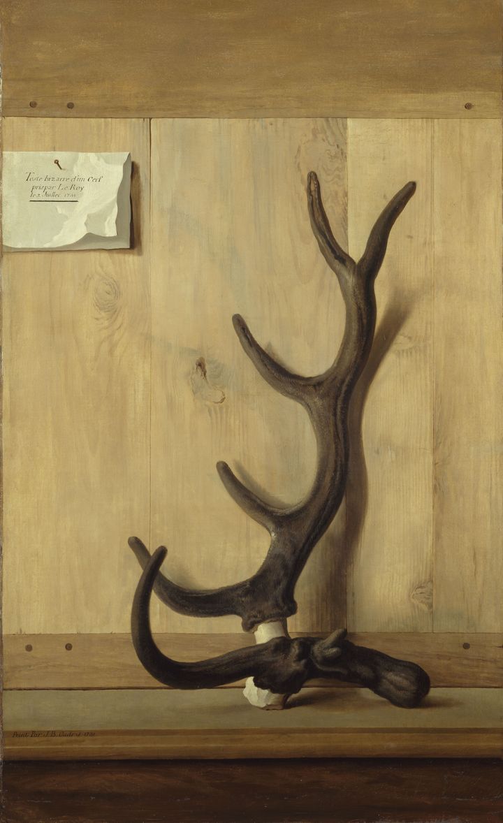 Jean-Baptiste Oudry, "Tête bizarre d'un cerf pris par le Roi le 3 juillet 1741", Paris, musée du Louvre, dépôt au musée national du château de Fontainebleau. (GRAND PALAIS / GÈRARD BLOT / RMN-GP / AGENCE PHOTO DE LA RMN-GP)