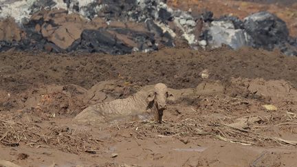 Une vache prise dans la boue après le glissement de terrain provoqué par l'effondrement d'un barrage minier près de&nbsp;Brumadinho, dans le sud-est du Brésil, le 27 janvier 2019. (ANDRE PENNER / AP / SIPA)