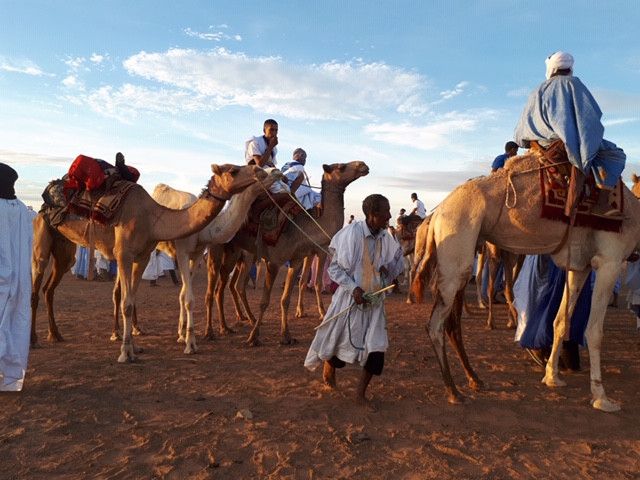 Une course de chameaux dans un village touareg de Mauritanie, en novembre 2018. (CLAUDE GUIBAL / FRANCE-INFO)