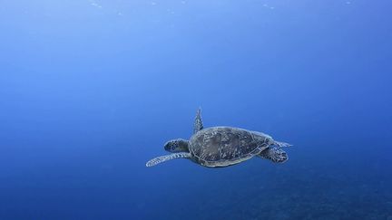 L’île de la Réunion, au large de l’océan Indien, est connue pour ses plages paradisiaques, son eau turquoise, mais aussi pour ses tortues marines de lagon. Une espèce qui a failli disparaître il y a quelques années et qui est aujourd’hui préservée grâce au travail des soigneurs.