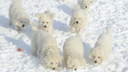 Des chiots courent dans la neige à Sinnington (Royaume-Uni), en février 2012.&nbsp; (NIGEL RODDIS / REUTERS)