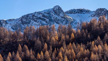 Au dessus d'arbres roux, premières neiges également, dimanche 22 novembre, dans les Alpes de Haute-Provence, dans le Val d'Allos, près du Lac d'Allos à 2200 mètres d'altitude.&nbsp; (ROBERT PALOMBA / ONLY FRANCE/AFP)