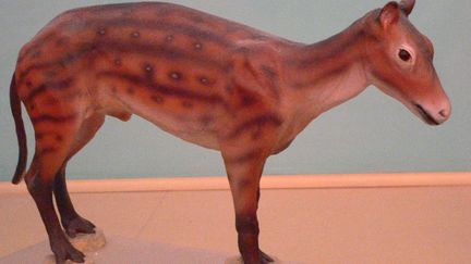 Reconstitution d'un Sifrhippus, l'anc&ecirc;tre nord-am&eacute;ricain du cheval. (MARY HARRSCH / FLICKR)