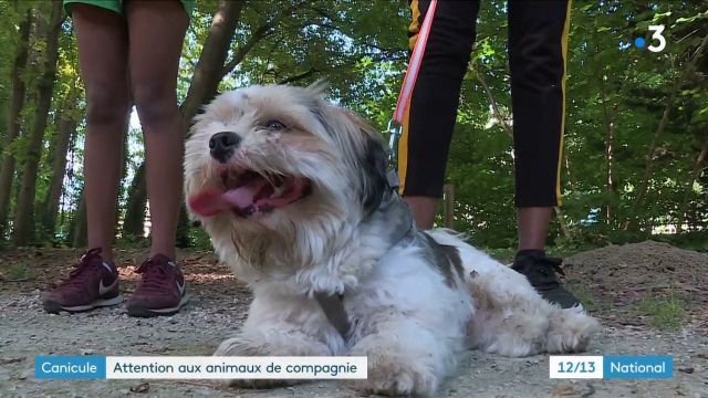 Canicule Les Bons Gestes A Adopter Pour Preserver Les Animaux De Compagnie