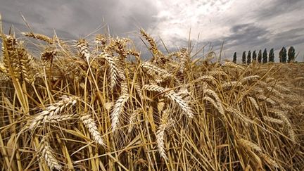 Les derniers mois ont vu forte hausse des cours du blé, du maïs, du sucre, des huiles alimentaires et du riz. (AFP PHOTO / PHILIPPE HUGUEN)