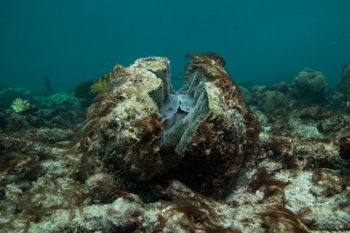 Une palourde géante&nbsp;se meurt à cause de l'épisode de blanchiment.&nbsp; (XL CATLIN SEAVIEW SURVEY)