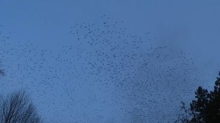 À Montbazon, en Indre-et-Loire, Stéphanie Villamy assiste chaque soir au même spectacle. Des dizaines de milliers d'étourneaux envahissent son jardin. Des nouveaux locataires qui produisent bien des dégâts.&nbsp; (FRANCE 2)