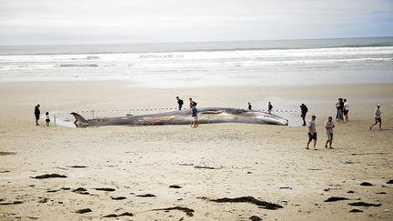 Une baleine sur la plage de Kermabec (Finistère), le 10 septembre 2022. (MAXPPP)