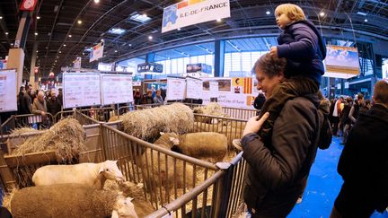 Des moutons au Salon de l'agriculture, &agrave; Paris, le 21 f&eacute;vrier 2015. (PATRICK KOVARIK / AFP)