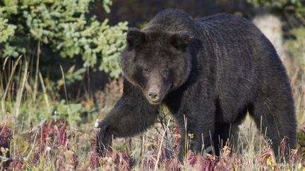 Un grizzly sur le territoire du Yukon au Canada. (DONALD M. JONES / MINDEN PICTURES / AFP)