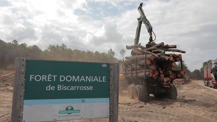 Les camions évacuent les trons abattus pour créer un&nbsp;pare-feu&nbsp;à la frontière entre le département des Landes et celui de la Gironde, le 20 juillet 2022. (ELOISE BARTOLI / FRANCEINFO)