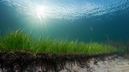 Un herbier marin dans ma mer Baltique, près des côtes finlandaises. (GEOMAR / Pekka Turri)