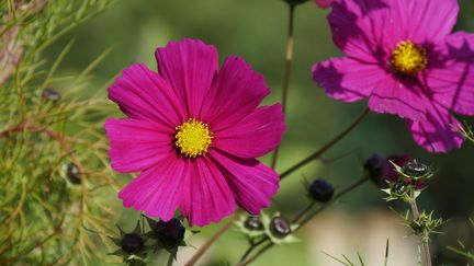 Les cosmos entrent souvent dans la composition des prairies fleuries, mini ou très grandes. (ISABELLE MORAND / RADIO FRANCE / FRANCE INFO)