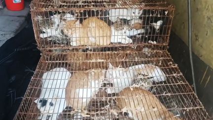 Les chats ont été retrouvés dans des cages de fer, le 25 août 2022 à Jinan (Chine). (VSHINE / HUMANE SOCIETY INTERNATIONAL / AFP)